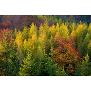 Papermoon Fototapete »Wald« bunt  B/L: 3,00 m x 2,23 m