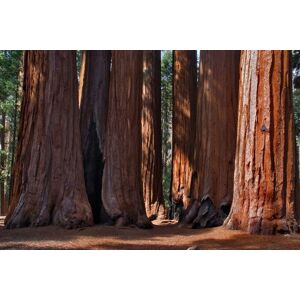 Papermoon Fototapete »Grosse Bäume« bunt  B/L: 2,00 m x 1,49 m