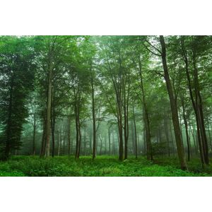 Papermoon Fototapete »Photo-Art LEIF LONDAL, BLICK AUF DEN WALD« bunt  B/L: 2,00 m x 1,49 m