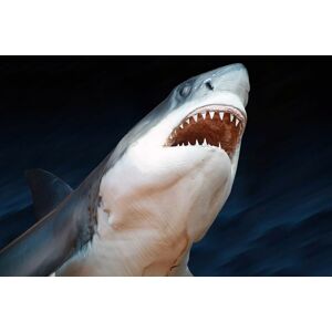 Papermoon Fototapete »Weisser Hai« mehrfarbig  B/L: 2 m x 1,49 m
