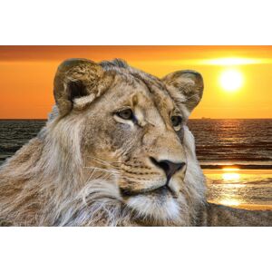 Papermoon Fototapete »Lion in Sunset« mehrfarbig  B/L: 5 m x 2,8 m