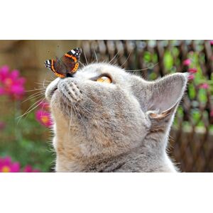 Papermoon Fototapete »Schmetterling und Katze« bunt  B/L: 2,50 m x 1,86 m