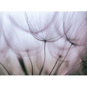 Papermoon Fototapete »Purple Abstract Dandelion« mehrfarbig  B/L: 3 m x 2,23 m