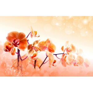 Papermoon Fototapete »Blumen« bunt  B/L: 3,00 m x 2,23 m