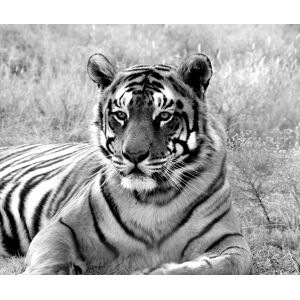 Papermoon Fototapete »Tiger Portrait Schwarz & Weiss« schwarz/weiss  B/L: 3,00 m x 2,23 m