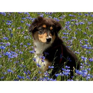 Papermoon Fototapete »Hütehund Welpe Australian Sheppard in Blumenwiese« bunt  B/L: 2,50 m x 1,86 m