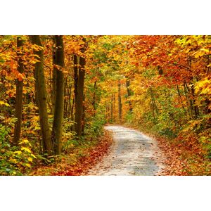 Papermoon Fototapete »Pathway in Colorful Autumn Forest« mehrfarbig  B/L: 2 m x 1,49 m
