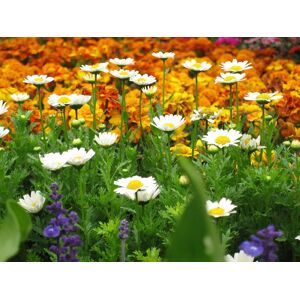 Papermoon Fototapete »Blumenwiese« bunt  B/L: 3,50 m x 2,60 m