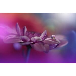 Papermoon Fototapete »Zen Wassertropfen mit Blume Makro« bunt  B/L: 3,50 m x 2,60 m