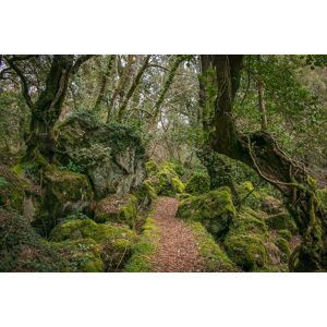 Papermoon Fototapete »Waldweg« bunt  B/L: 3,50 m x 2,60 m