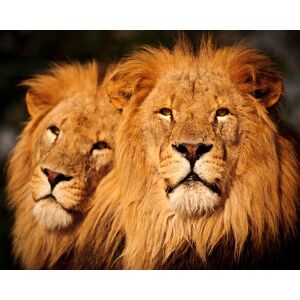 Papermoon Fototapete »Male Lions« mehrfarbig  B/L: 2,5 m x 1,86 m