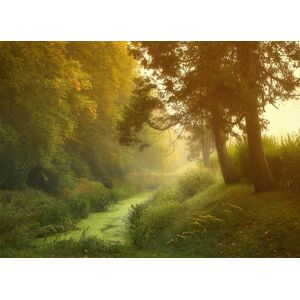 Papermoon Fototapete »Wald mit Fluss« bunt  B/L: 4,50 m x 2,80 m