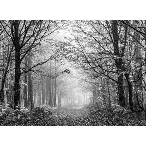 Papermoon Fototapete »Wald Schwarz & Weiss« schwarz/weiss  B/L: 2,50 m x 1,86 m