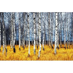 Papermoon Fototapete »Autumn Birch Grove« mehrfarbig  B/L: 2 m x 1,49 m