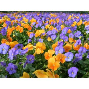 Papermoon Fototapete »Farbenfrohe Blumen« mehrfarbig  B/L: 5 m x 2,8 m