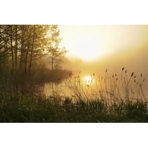 Papermoon Fototapete »Nebelwaldsee« mehrfarbig  B/L: 3,5 m x 2,6 m