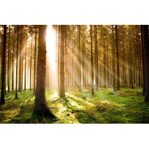 Papermoon Fototapete »Autumn Pine Forest« mehrfarbig  B/L: 2 m x 1,49 m
