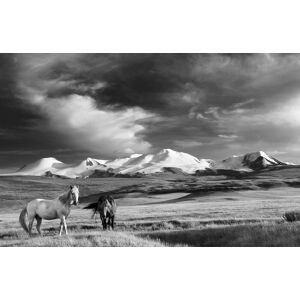 Papermoon Fototapete »Pferde, Steppe Schwarz & Weiss« schwarz/weiss  B/L: 3,00 m x 2,23 m