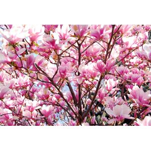 Papermoon Fototapete »Blühende Magnolie« mehrfarbig  B/L: 5 m x 2,8 m