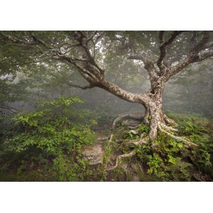 Papermoon Fototapete »Gruseliger Wald« bunt  B/L: 4,50 m x 2,80 m