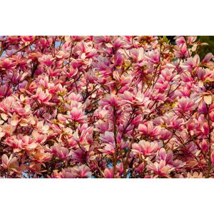 Papermoon Fototapete »Blüten Baum« bunt  B/L: 2,00 m x 1,49 m