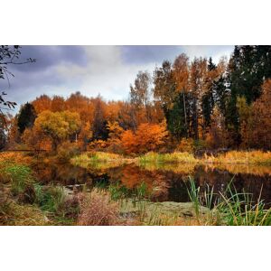 Papermoon Fototapete »Fluss am Wald« bunt  B/L: 2,50 m x 1,86 m