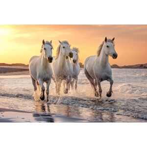 Papermoon Fototapete »Pferde im Wasser« bunt  B/L: 4,50 m x 2,80 m
