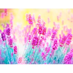 Papermoon Fototapete »Lavender Flower« mehrfarbig  B/L: 3,5 m x 2,6 m
