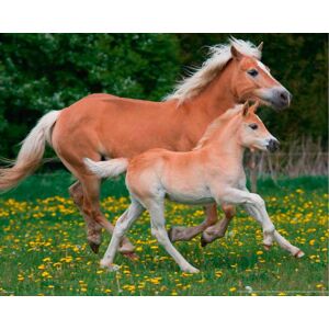 Papermoon Fototapete »Horses« mehrfarbig  B/L: 3,5 m x 2,6 m