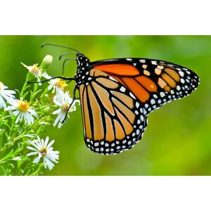 Papermoon Fototapete »Monarch Butterfly« mehrfarbig  B/L: 2,5 m x 1,86 m