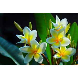 Papermoon Fototapete »FRANGIPANI-BLUMEN PLUMERIA PFLANZE JASMIN BLÜTEN BAUM« bunt  B/L: 3,00 m x 2,23 m