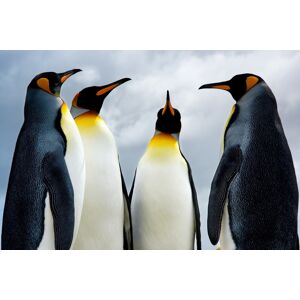 Papermoon Fototapete »King Pinguins« mehrfarbig  B/L: 4 m x 2,6 m