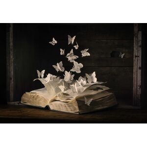 Papermoon Fototapete »Photo-Art HEATHER BONADIO, LEPIDOPTEROLOGIE« bunt  B/L: 2,00 m x 1,49 m