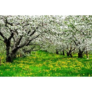 Papermoon Fototapete »Blumenwiese mit Bäumen« bunt  B/L: 2,00 m x 1,49 m
