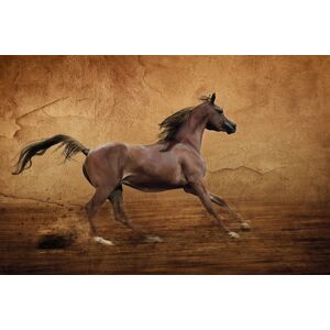 Papermoon Fototapete »Pferd« bunt  B/L: 2,00 m x 1,49 m