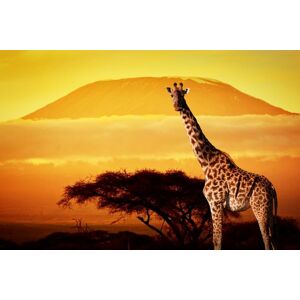 Papermoon Fototapete »Giraffe von Kilimanjaro« mehrfarbig  B/L: 3 m x 2,23 m