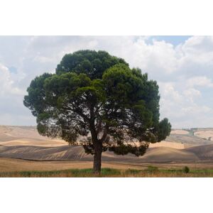 Papermoon Fototapete »Baum in Landschaft« bunt  B/L: 2,00 m x 1,49 m