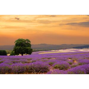 Papermoon Fototapete »Lavender Field« mehrfarbig  B/L: 2 m x 1,49 m