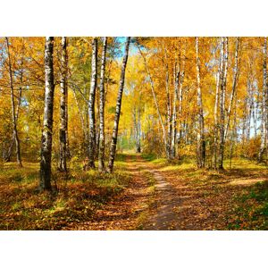 Papermoon Fototapete »Autumn Forest« mehrfarbig  B/L: 2,5 m x 1,86 m