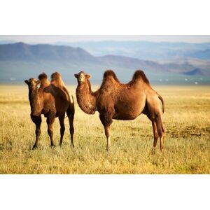 Papermoon Fototapete »Mongolian Camels« mehrfarbig  B/L: 3 m x 2,23 m