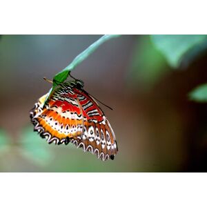 Papermoon Fototapete »Schmetterling« bunt  B/L: 2,00 m x 1,49 m