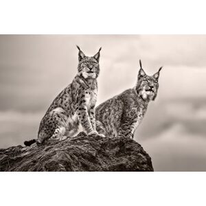 Papermoon Fototapete »Photo-Art XAVIER ORTEGA, ZWEI LUCHS AUF FELSEN« bunt  B/L: 4,00 m x 2,60 m