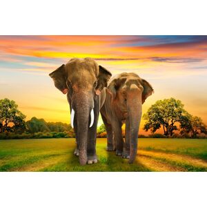 Papermoon Fototapete »Elephants Family« mehrfarbig  B/L: 2 m x 1,49 m