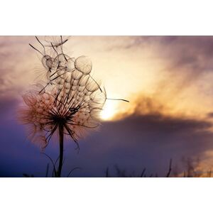 Papermoon Fototapete »Pusteblume« bunt  B/L: 2,50 m x 1,86 m