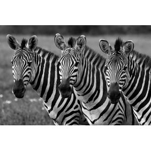 Papermoon Fototapete »Zebras Schwarz & Weiss« bunt  B/L: 2,5 m x 1,9 m