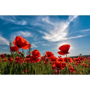 Papermoon Fototapete »Poppy Flowers Field« mehrfarbig  B/L: 3,5 m x 2,6 m