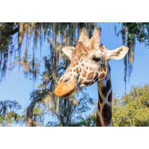 Papermoon Fototapete »Giraffe« bunt  B/L: 4,50 m x 2,80 m
