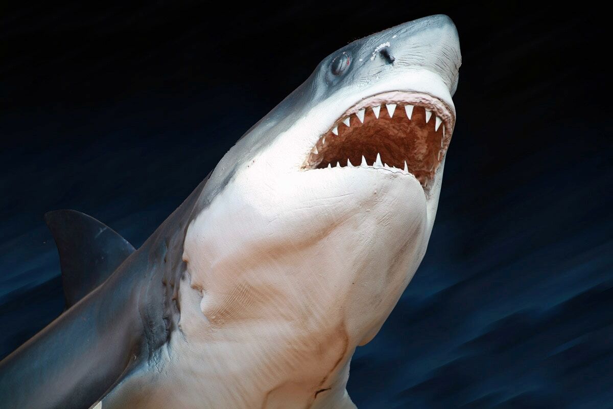 Papermoon Fototapete »Weisser Hai«, Vliestapete, hochwertiger Digitaldruck bunt