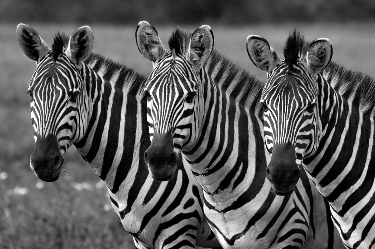 Papermoon Fototapete »Zebras Schwarz & Weiss«, samtig, Vliestapete,... bunt