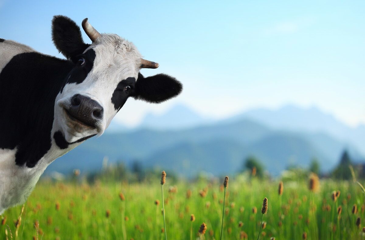 Papermoon Fototapete »Lustige Kuh«, Vliestapete, hochwertiger Digitaldruck bunt